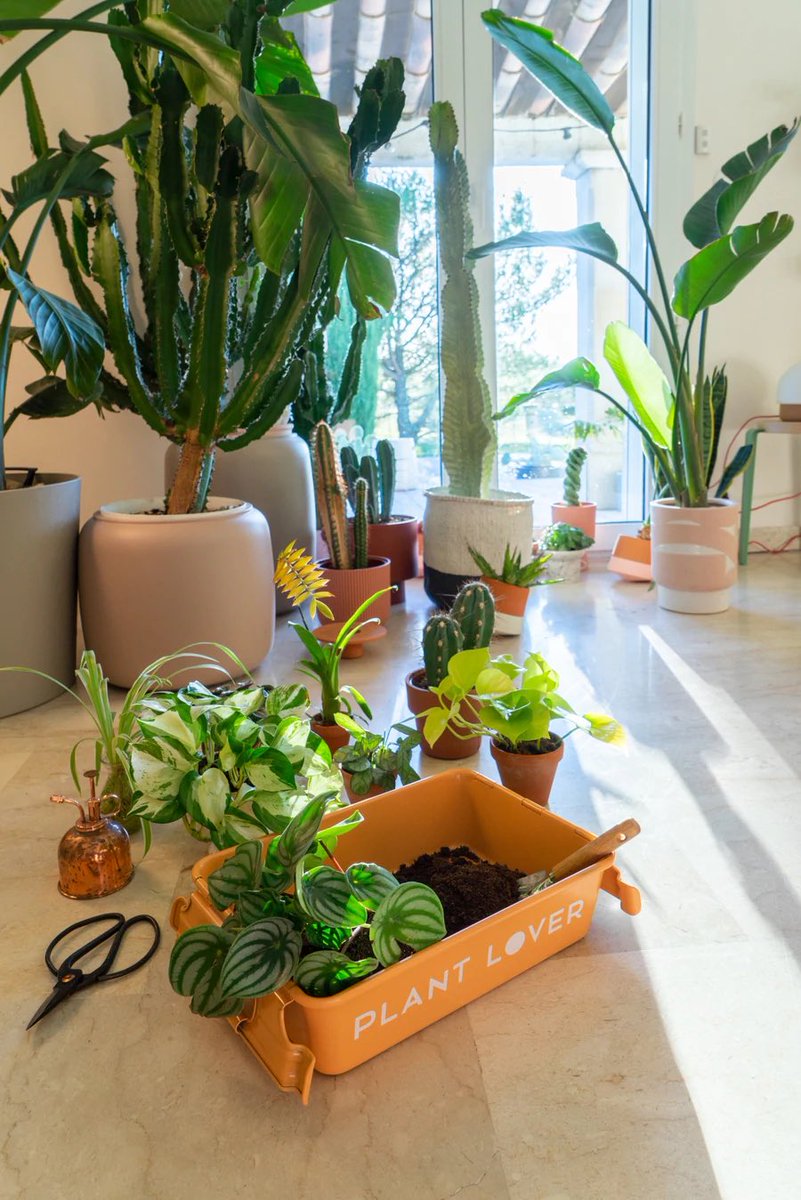 // Judith x TOYO🌿☀️
M-8 PLANT LOVER (Teracotta)

Judith de Graaffさんはフランス在住のデザイナーで『Urban Jungle Bloggers』 コミュニティの共同創設者。植物と暮らす生活や、コンテンポラリーデザインがお好きな方へ◡̈

toyosteel.jp/collections/re…