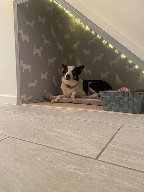 Another DOG CUBBY! Isn't is pawfect?! These under stairs additions for our canine friends seem to be popular with our residents  - and we can see why! ❤
#dogcubby #dogcubbyhouse #designideas #understairsideas #understairsspace #understairsstorage #Parklife #DIYtips #diyhome