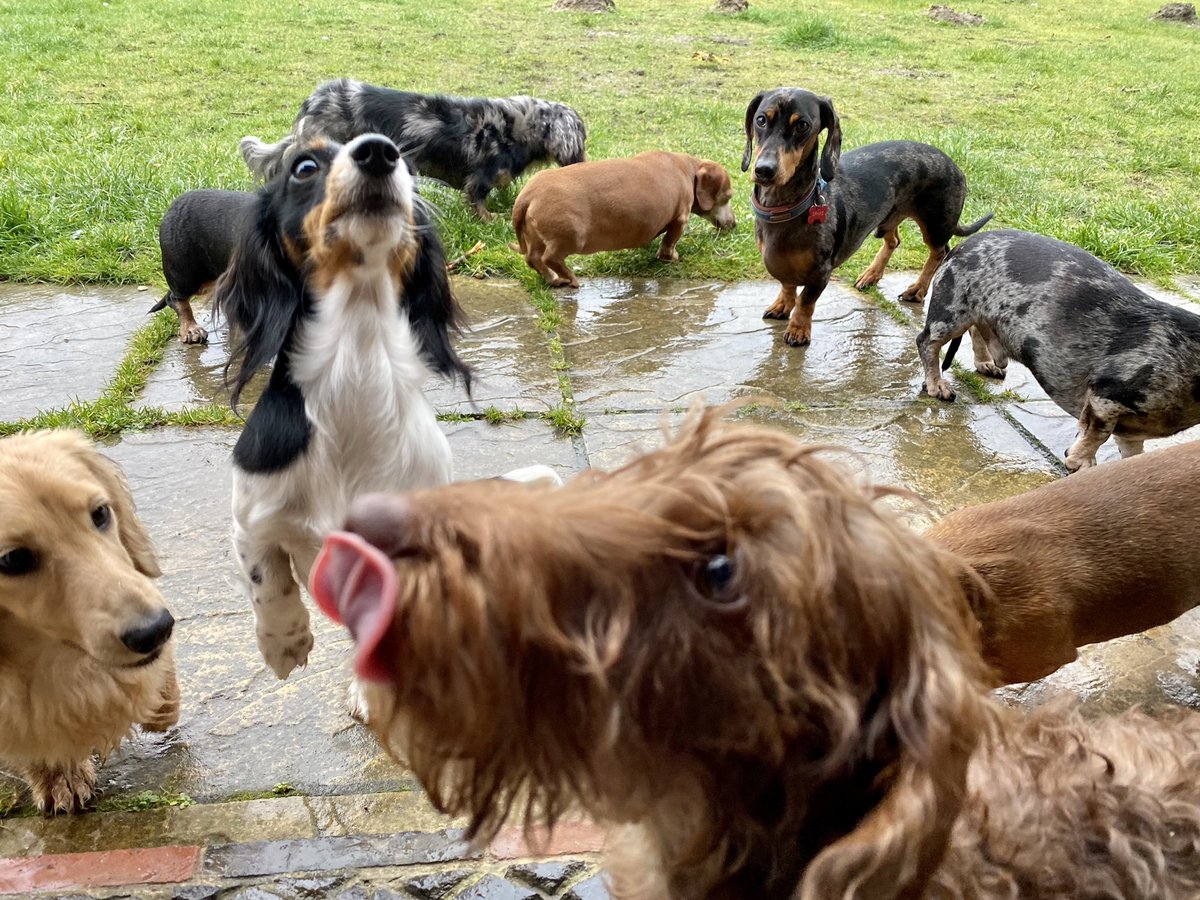 SausageDogHotel's tweet photo. Rain does not stop treat times…. #LetsEat https://t.co/hNveFclyIy