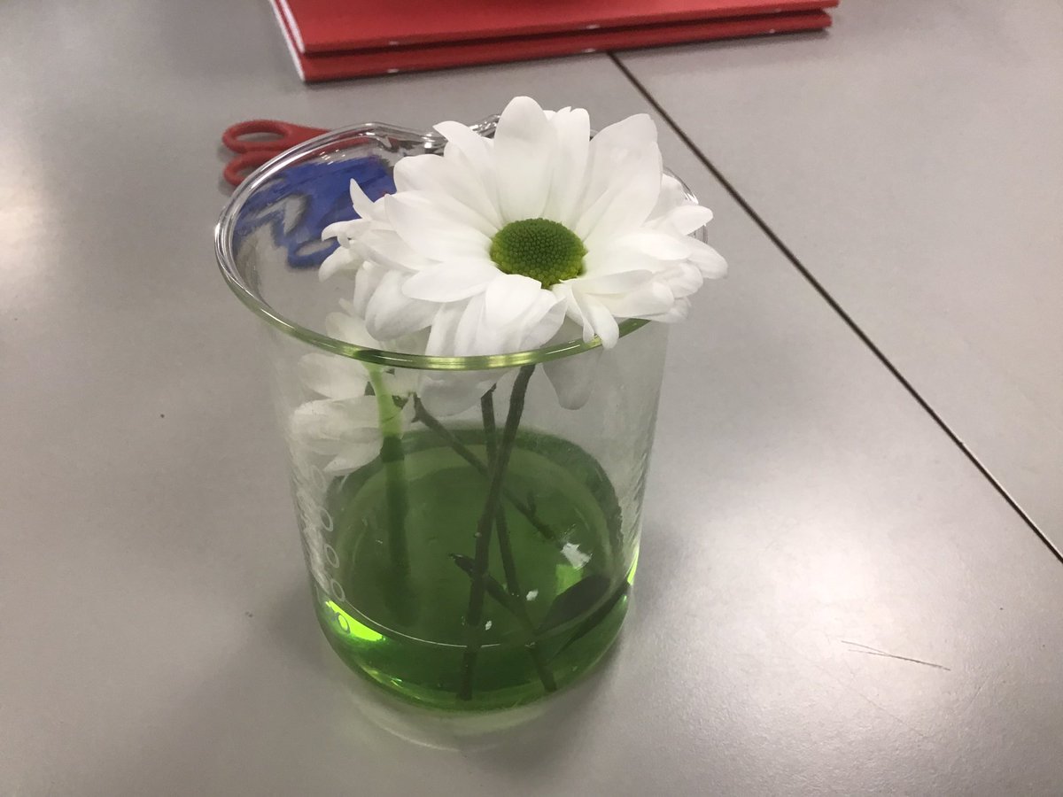 Y5RDPS's tweet photo. We’re exploring plant life today in #y5rdps #rdpsscience 
Labelling the reproductive parts of a flower and experimenting with how water travels through plants.🌱#science https://t.co/egxeRPBdrz