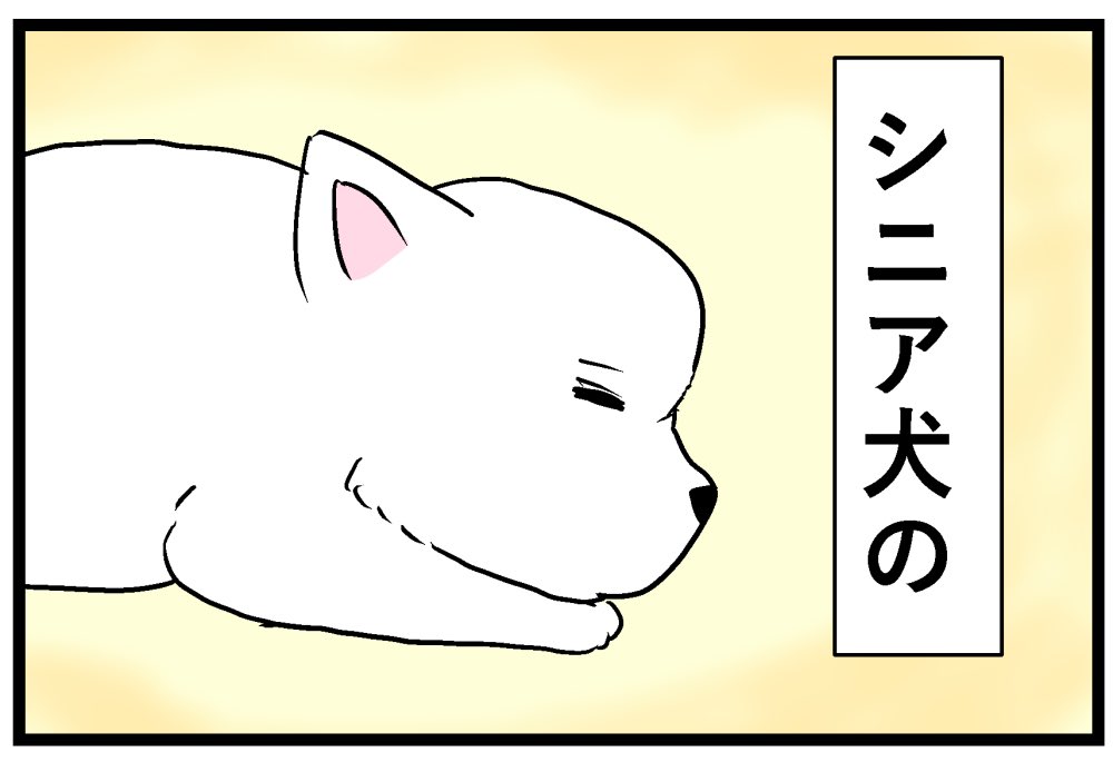 🐶シニアの魅力🐾 背中に生き様がのる