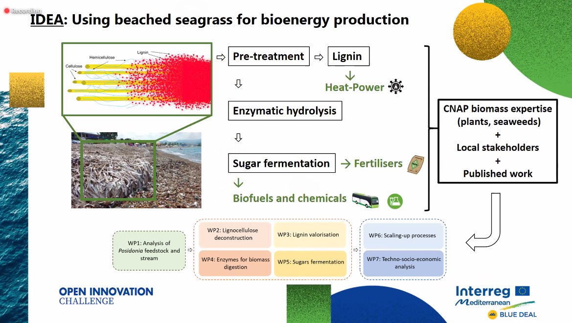 bluedeal_med's tweet photo. #HappeningNow #BDCapLab
🗣️@thitonon from University of York present their idea to transform poseidonia into biofuels and chemicals by using beached seagrass for bioenergy production
#bluegrowthcommunity https://t.co/8R6GPbu94p