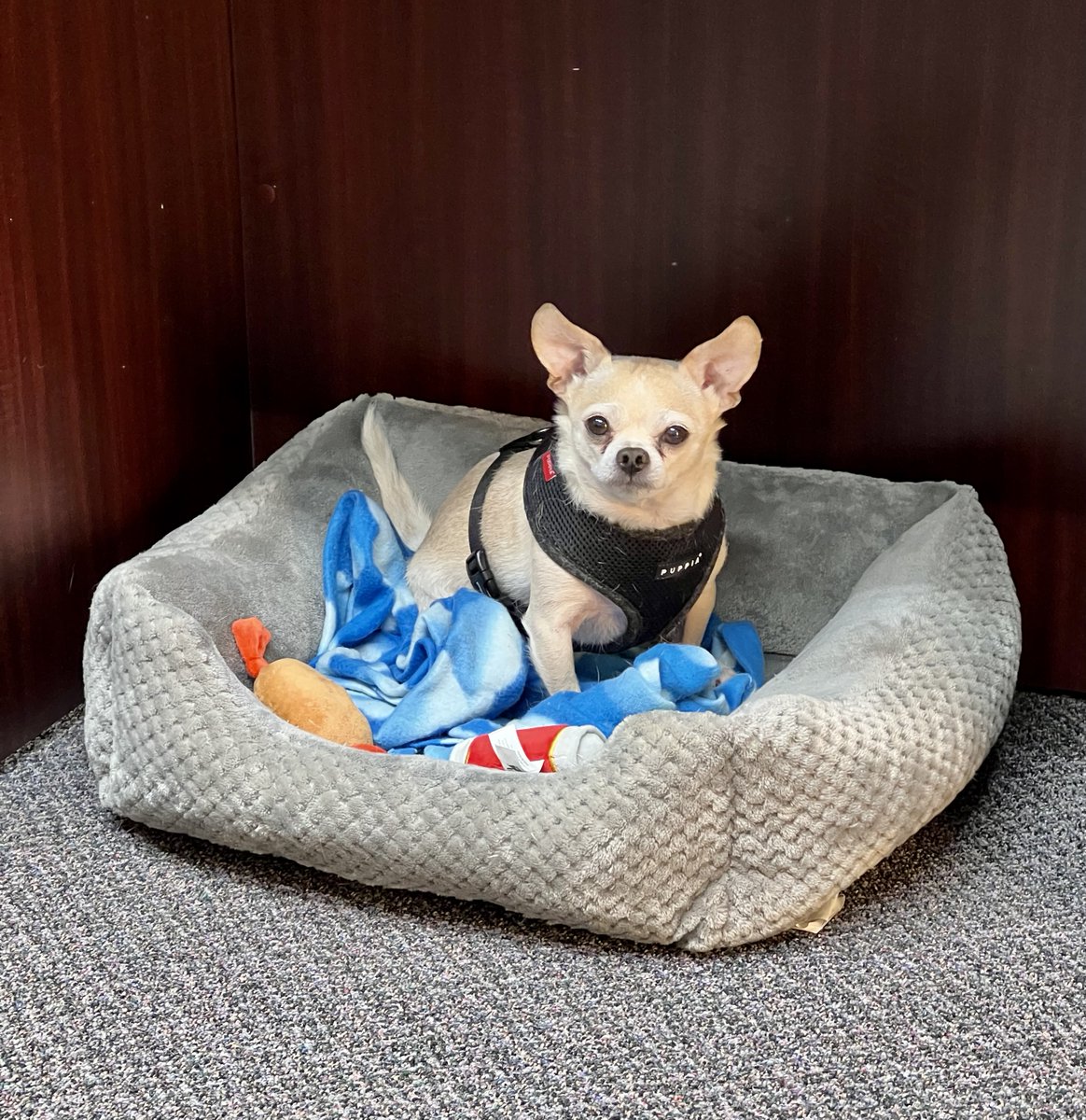 Carlos_Barks's tweet photo. My brofur Fidel pulled his ACL so he’s been going to work with mom so she can keep an eye on him. I miss him a lot while he’s gone during the day! ☹️ https://t.co/vNTzmU968V