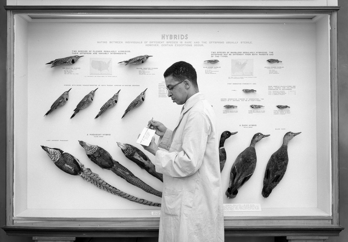 PalaeoVsRacism's tweet photo. Scientist highlight: Carl Cotton
Taxidermy is an art of preserving &amp; presenting biological material for study, education &amp; outreach. It is an essential aspect of biological science and no-one knew it better than, Carl Cotton, first African-American taxidermist from Field Museum🧵 https://t.co/8qJKl3iN8y