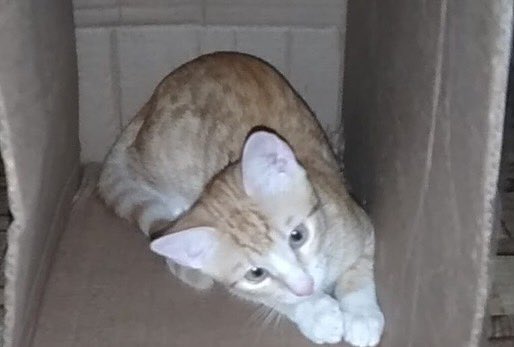 adoptmovement's tweet photo. 🇹🇹 These 4 playful kittens need loving forever homes 🥺😺 ❤️ If you’re willing and able to adopt please DM us for more information. Let’s get these kitties adopted! #adoptdontshop #adopt #adopttrinidadandtobago🇹🇹 #aCat #aKitten #aDopt https://t.co/AktoNj7fMf