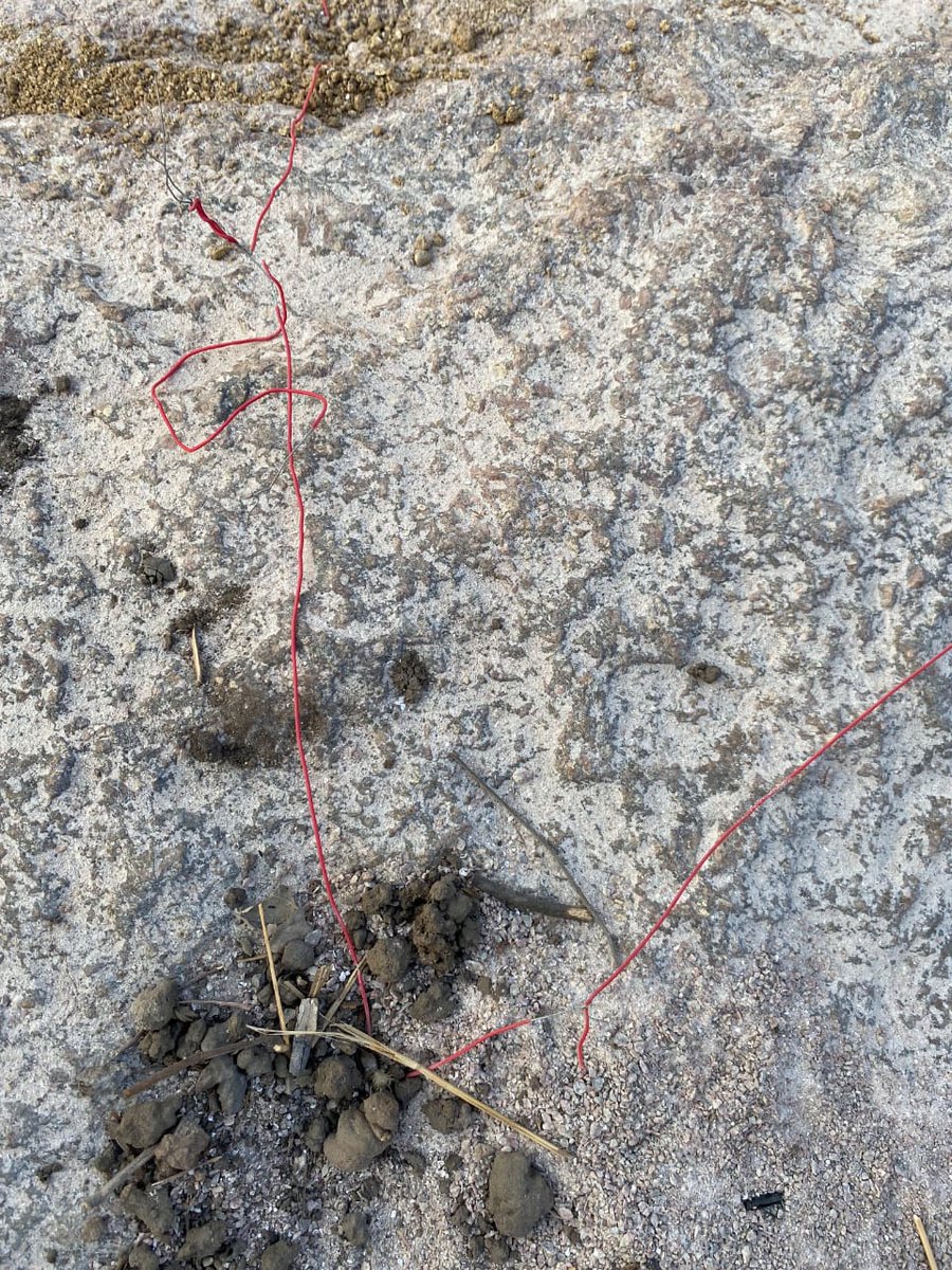 savekhajaguda's tweet photo. ~SOS~
Less than 48 hours after @arvindkumar_ias tweeted that action has been taken against the people who are destroying Khajaguda Rocks, we found the protected rocks with a network of wires, ready to be blasted.

Please intervene, ASAP. Stop the destruction @KTRTRS @TelanganaCMO https://t.co/dCRvjKWqyq