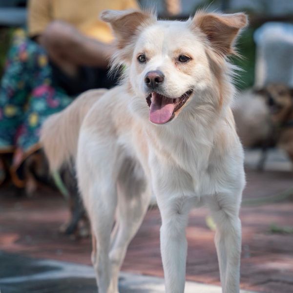 ICVS Animal Hospital tweet media