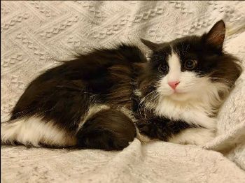 ICVS Animal Hospital tweet media