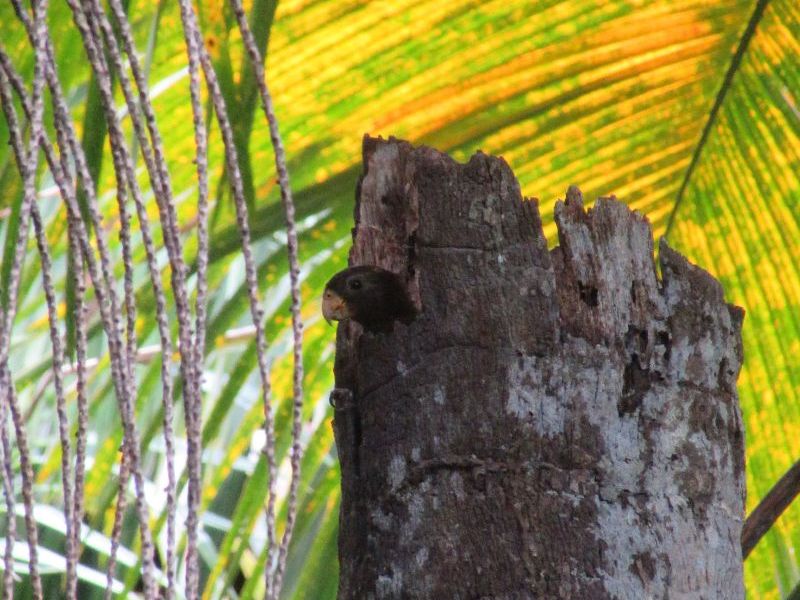SIF_Seychelles's tweet photo. The first #SIFNewsletter of the year is out! 

Check out the latest updates as we kicked off 2022 here: https://t.co/sZGrQVzjiJ. Updates on #blackparrot season on #Praslin, projects ending and beginning on #Aldabra, and testimonials from our long-serving staff! https://t.co/7vkfBJw1H0