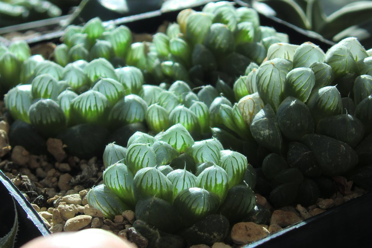 Shiny cluster