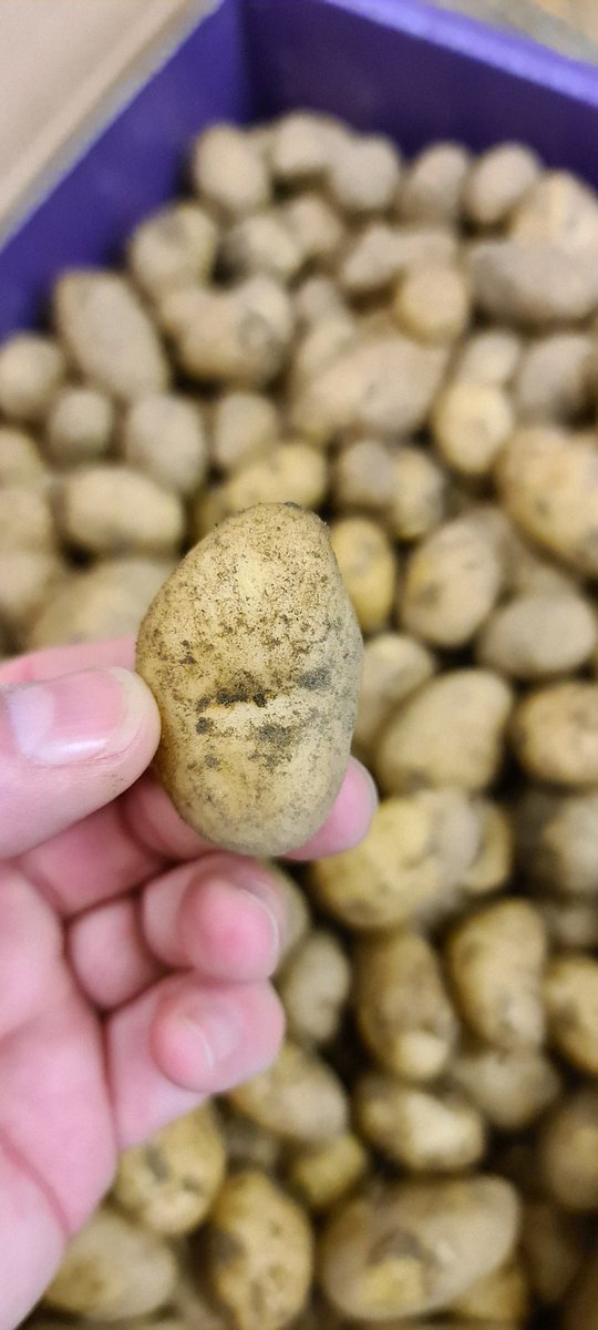 1stChoice_SF's tweet photo. First of the Jersey Mids 

https://t.co/XJnRbZiNyY 

02074980550 

#jerseymids #potatoes #chef #supplier https://t.co/0AX5cG00rZ