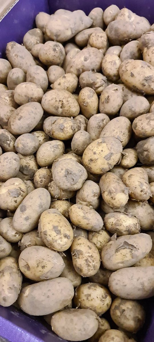 1stChoice_SF's tweet photo. First of the Jersey Mids 

https://t.co/XJnRbZiNyY 

02074980550 

#jerseymids #potatoes #chef #supplier https://t.co/0AX5cG00rZ
