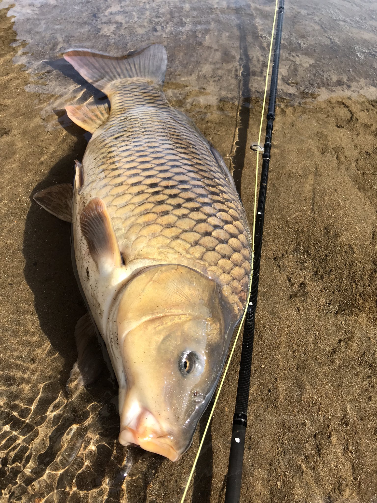 ソカシズム 初めてフライで鯉が釣れた コレもまた楽し過ぎる 佐久漁協 カープフライフィッシング T Co Fl6oa6a65m Twitter ソカシズム 初めてフライで鯉が釣れた コレもまた楽し過ぎる 佐久漁協 カープフライフィッシング T Co Fl6oa6a65m Twitter