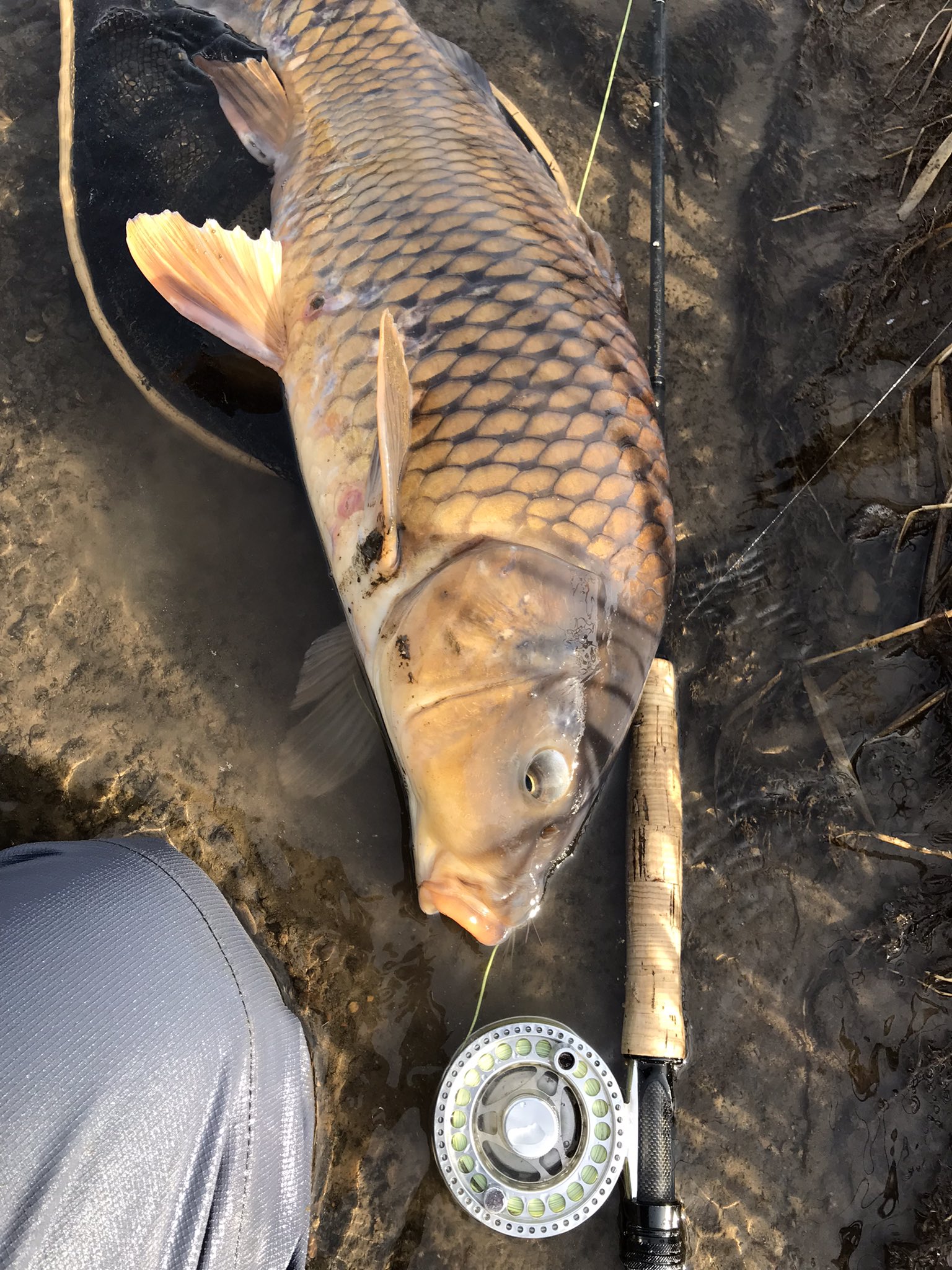 ソカシズム 初めてフライで鯉が釣れた コレもまた楽し過ぎる 佐久漁協 カープフライフィッシング T Co Fl6oa6a65m Twitter