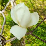 鹿児島 砂むし温泉 指宿白水館(Hakusuikan)のツイート画像