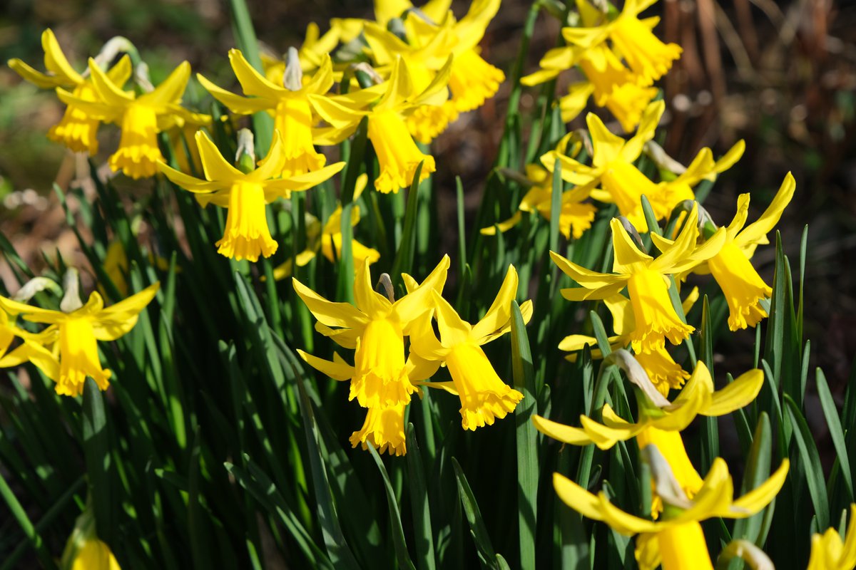 ian_hulf's tweet photo. Welcome to Friday 4th March
They add a sparkle this time of year, Creating this wonderful yellow sphere. Dancing in the icy breeze, And always a tease for the beesโฆ#Post522 #PrioryPark #CityOfMySouthend #FrontLineWorkersCare. https://t.co/hwfCxnYpFC