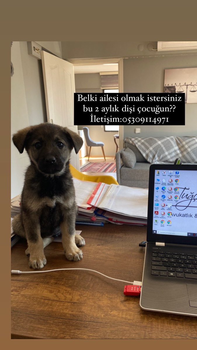 Bu 2 aylık sevecen bebeğin kalıcı yuvası olmak ister misiniz? Yoksa barınağa gitmek zorunda kalacak.