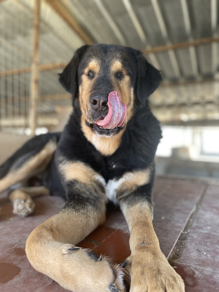 🖤 BLACK BUSCA FAMILIA 🖤

Este osito mimoso busca un buen hogar 🐻
El pobre llegó en muy mal estado y tras intentarle salvar los ojos a toda costa se los tuvimos que quitar, pero es un perrito muy feliz y tranquilo, puede vivir una vida normal 🥰

🔗 instagram.com/p/CaoymJkIu88/…