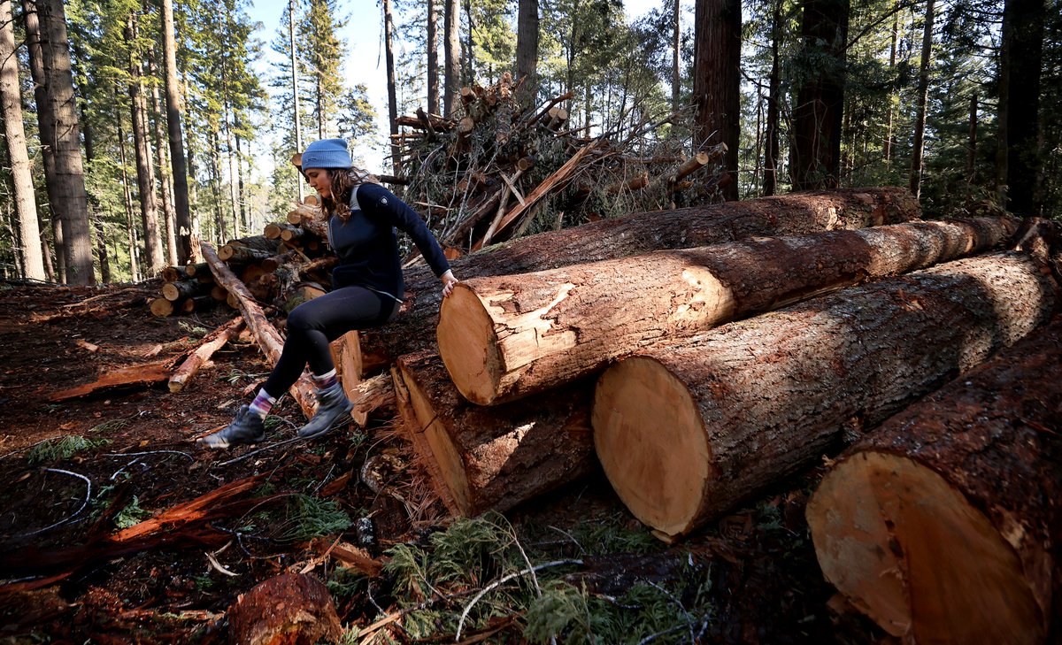 Kent Porter (@kentphotos) on Twitter photo For 70 years, a Mendocino forest has been used to promote logging. Is it time to change its mission? <a href="/MaryCallahanB/">MaryCallahan (she/her)</a> investigates:
pressdemocrat.com/article/news/f… <a href="/NorthBayNews/">The Press Democrat</a> For 70 years, a Mendocino forest has been used to promote logging. Is it time to change its mission? <a href="/MaryCallahanB/">MaryCallahan (she/her)</a> investigates:
pressdemocrat.com/article/news/f… <a href="/NorthBayNews/">The Press Democrat</a>
