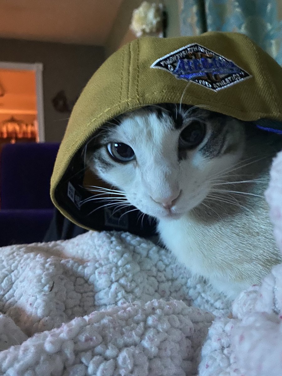 SellsMuch's tweet image. ⁦@HatClub⁩ Boo liked Ancient Egypt