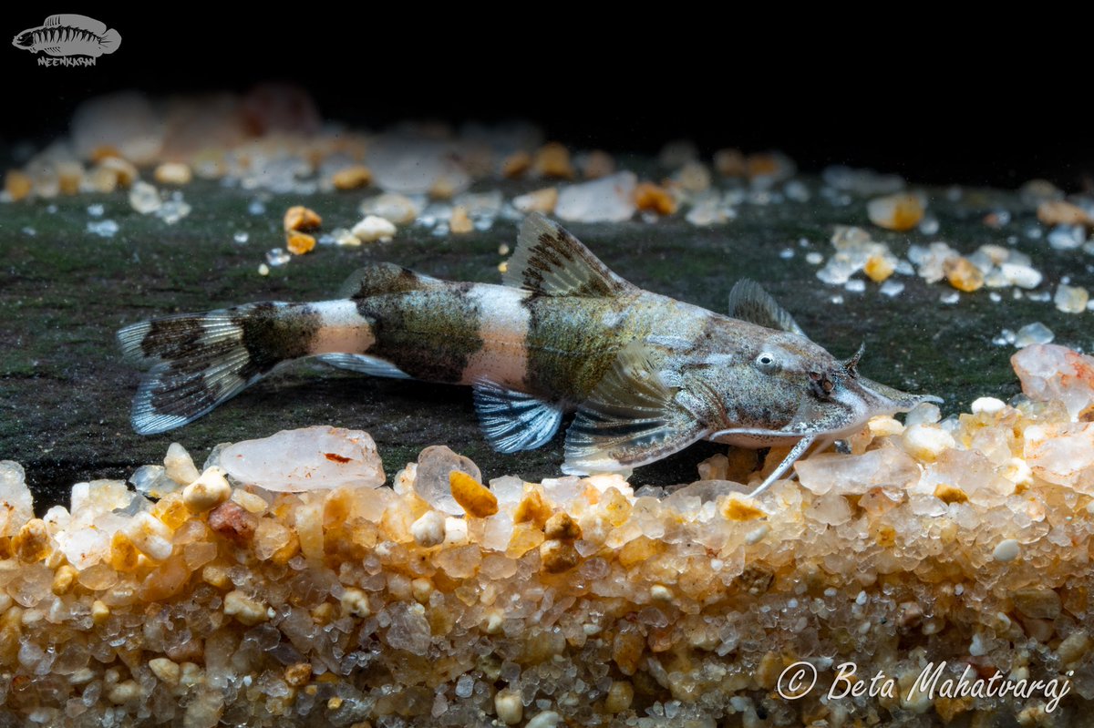 Meenkaran1's tweet image. Pseudolaguvia shawi
These tiny catfishes from West Bengal need cool flowing waters, live food and need to be housed with peaceful tankmates. They tend to be shy and will mostly be seen only around feeding time