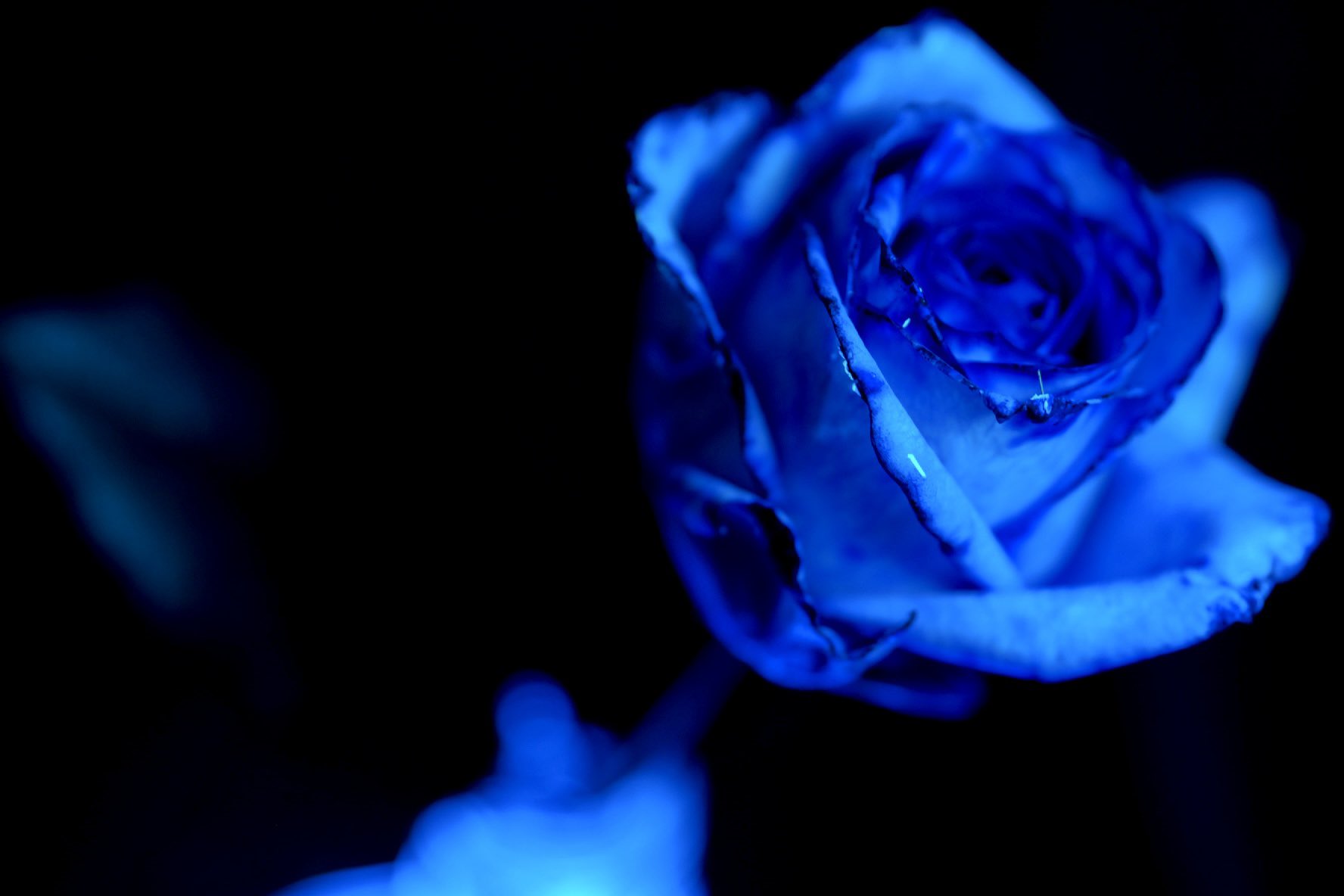 تويتر 鵜飼主水 على تويتر 久しぶりにカメラを触りたくなって お家のblue Rose やっぱり青の薔薇ってめっちゃ綺麗だなぁ 自宅撮影 T Co Lakzcipq8k تويتر 鵜飼主水 على تويتر 久しぶりにカメラを触りたくなって お家のblue Rose やっぱり青の薔薇ってめっちゃ綺麗だなぁ 自宅撮影 T Co Lakzcipq8k