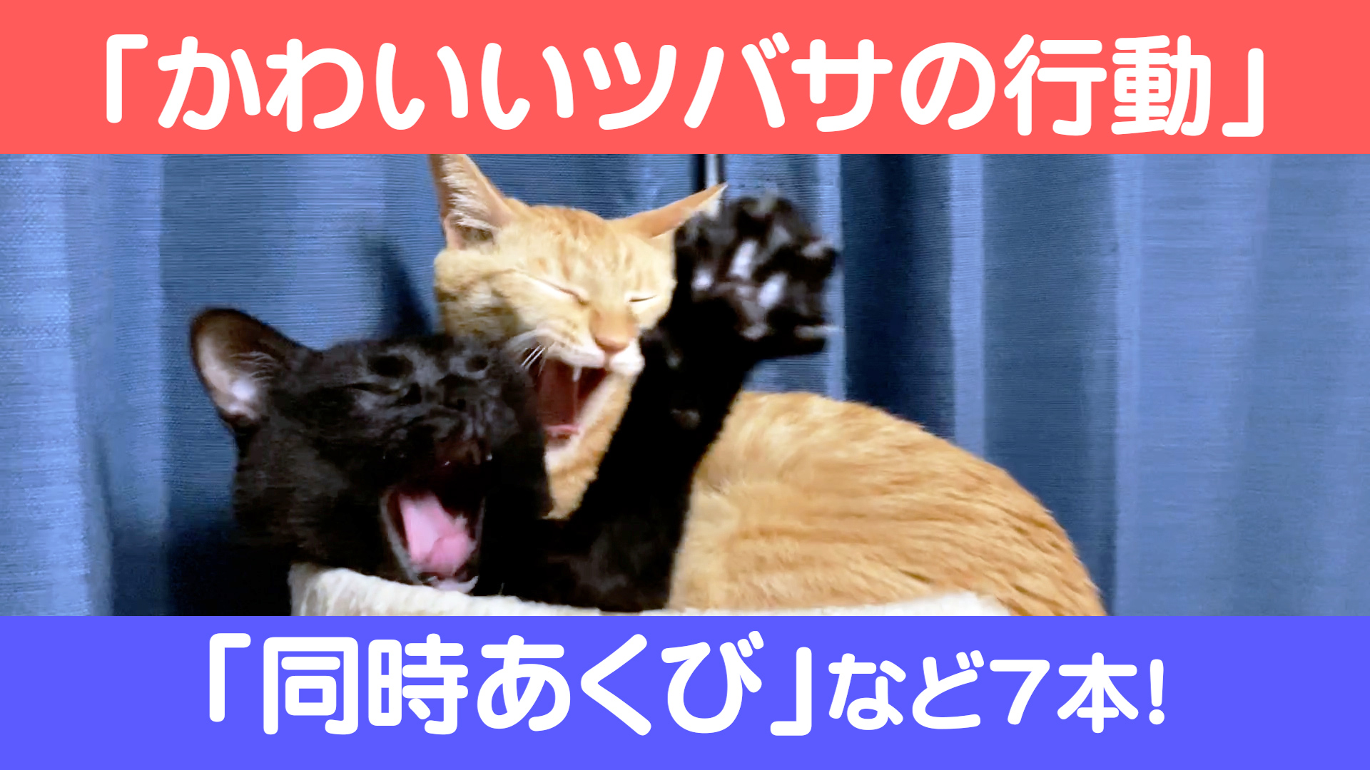 Cats Life 猫のいる生活をあなたに Catslife Twitter