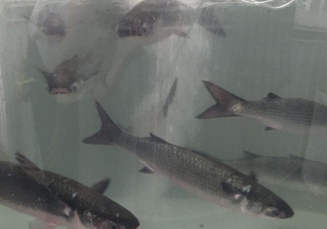 IPacuicultura's tweet photo. El proyecto #FISHFLOC concluye mostrando la viabilidad de la aplicación de la tecnología Biofloc para el engorde de lisa y la no compatibilidad con el actual cultivo larvario de rodaballo https://t.co/hhVRLBMDtN
Ha estado liderado por el #CETGA
#acuicultura #Pleamar https://t.co/dKX62AMUWo