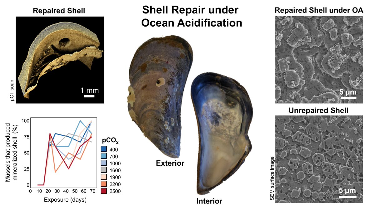 Can bivalves repair shell damage under #oceanacidification? Our new paper out today in <a href="/JMSE_MDPI/">JMSE MDPI</a> suggests that mussels can, but it may be costly!

Check out the open access article here: doi.org/10.3390/jmse10…

<a href="/EC_carrington/">Emily Carrington</a> <a href="/mooseo/">Moose O'Donnell</a> <a href="/MarineBiol_FHL/">Friday Harbor Labs</a> <a href="/UWBiology/">UW Biology</a>