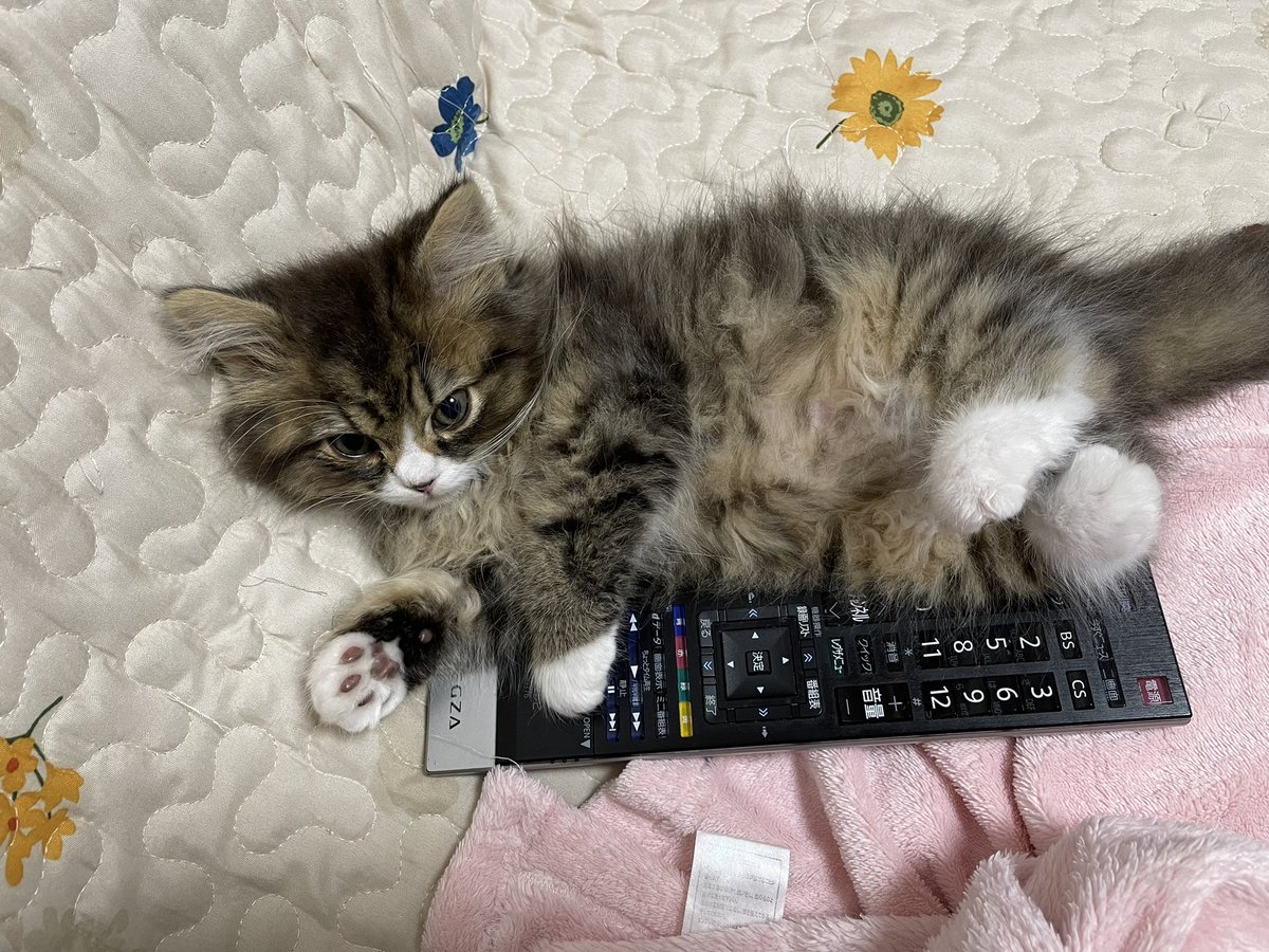 MiaponF's tweet photo. ←生後60日　　生後4ヶ月→
頭からお尻までの長さは変わらないのに横幅は大きくなった🐈お腹ポヨポヨ猫🐱 https://t.co/v0Lql29cvH