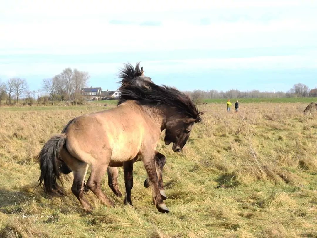 Kittydabunik's tweet photo. #hengsten #hengstebal #koniks #conflictje #gendt #kerels onder mekoar . ..toch wer ekkus kieke wie de sterkste is ๐ https://t.co/YhhyZ5kzxi