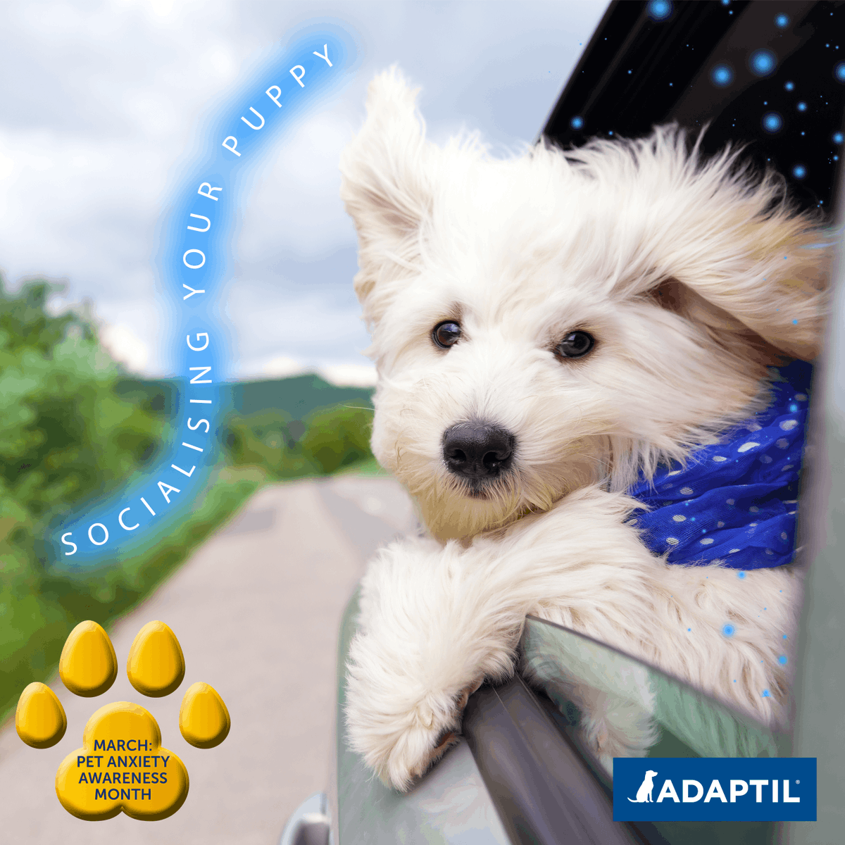 Adaptil's tweet photo. When you introduce a new puppy to the big wide world, it can be overwhelming. It is important to socialise them from a young age so they associate common anxiety triggers such as vet visits, car travel and loud noises as positive experiences 🐶 💙 https://t.co/K5iMwnuBPE
