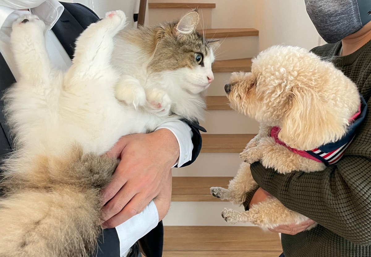 トイプードルのお友達ができました😽🐩
#猫　#犬　#cat   #dog https://t.co/lsyDQIMpWZ