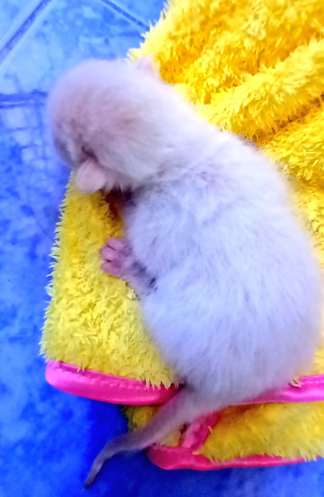 lavstories's tweet photo. I'm back and I am happy with my little kitten. #Day1 https://t.co/3sVV19sdBs