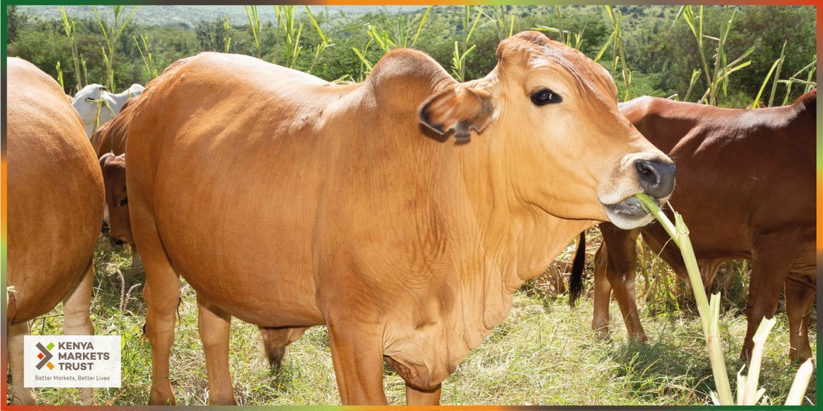 Our vision for the #livestock sector is to create a modernized, efficient, organized and competitive #meat industry that is linked to an improved value-added and profitable livestock production system.

kenyamarkets.org/our-focus-on-l…

#BetterMarketsKe #KenyaMarkets #pastoralists #kenya