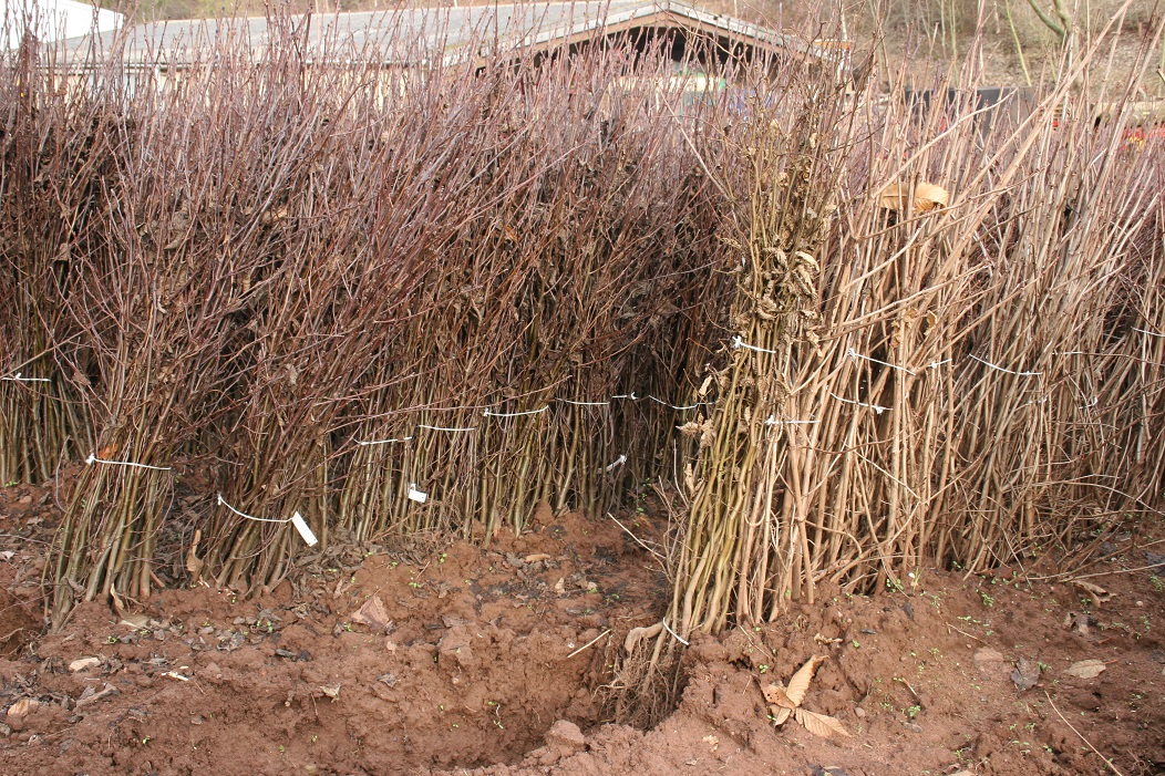 Our #bareroot lifting season is rapidly coming to an end. March 21 is our final date for lifting bareroot #trees. But don’t worry, as we’ve a full range of #container grown trees ready and waiting. Call 01432 845200 or email enquiries@wyevale-nurseries.co.uk to find out more