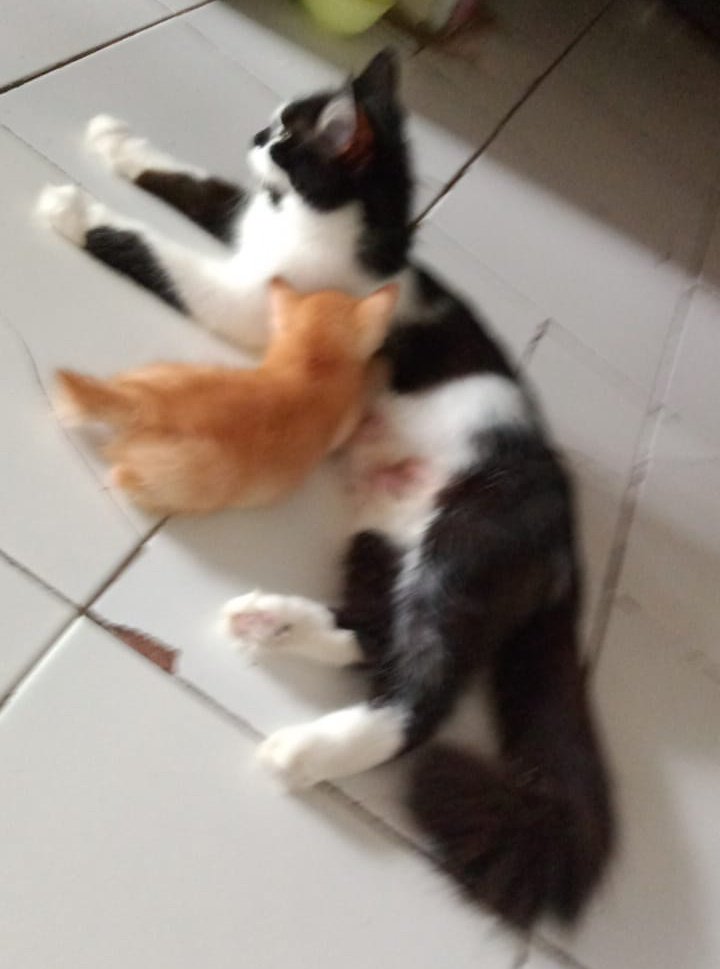 loevlysh's tweet photo. wkwk salah induk km nak https://t.co/vHYAgf6uqu