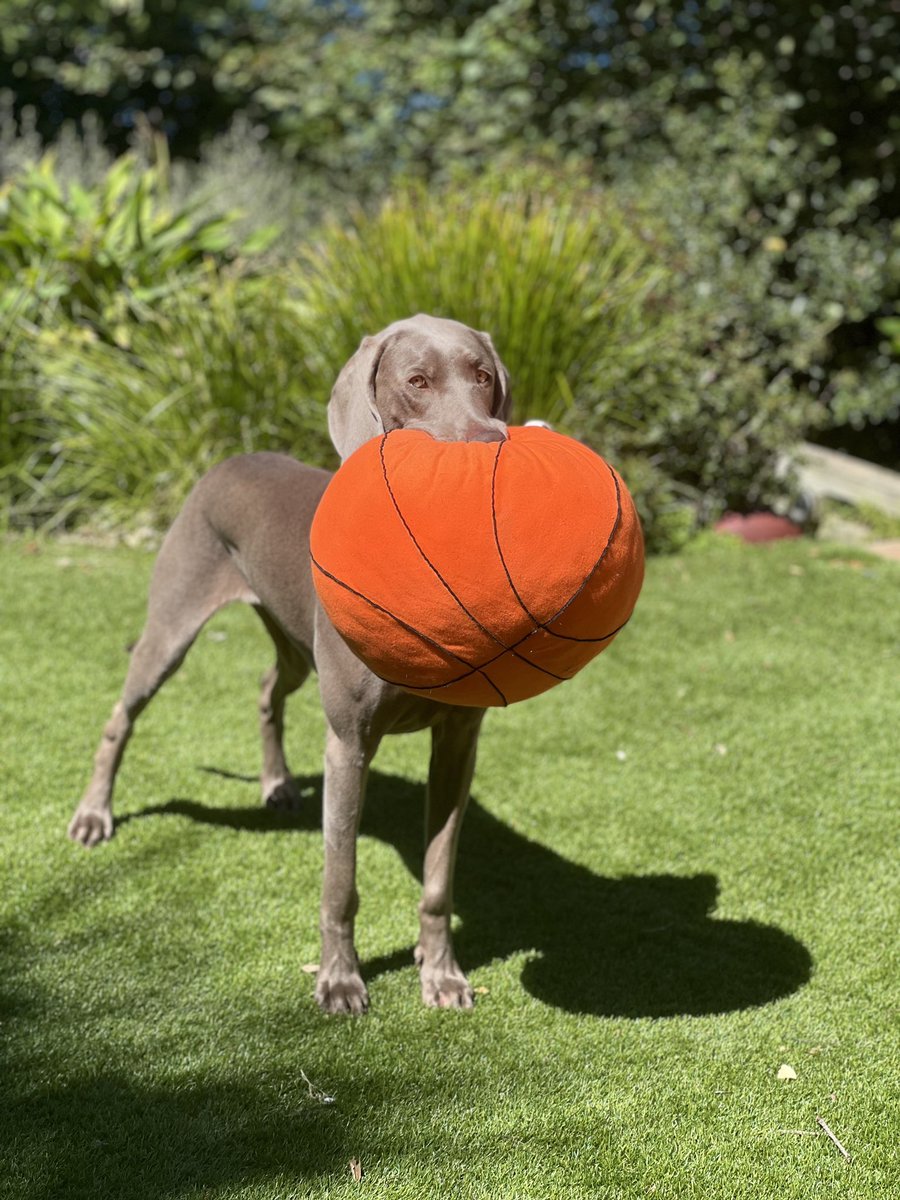 Newest team member always up to mischief. #Weimaraner #dogsoftwitter #workingfromhome