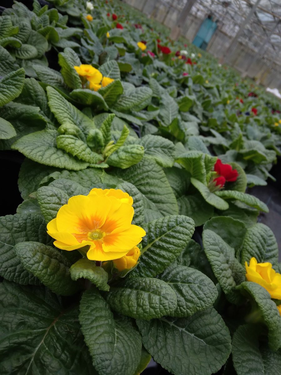 KiwiNurseries's tweet photo. Fresh Spring colour available now! Primroses, Pansies, Violas, Bulbs and much more. Time to get back in the garden! https://t.co/0sqURm4nUX
