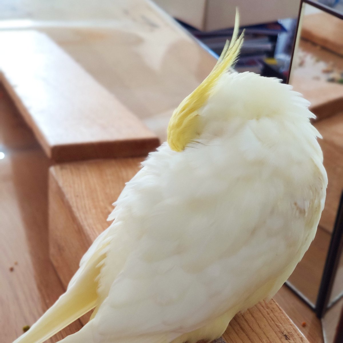 Dsk8 Daiscotto Twitter