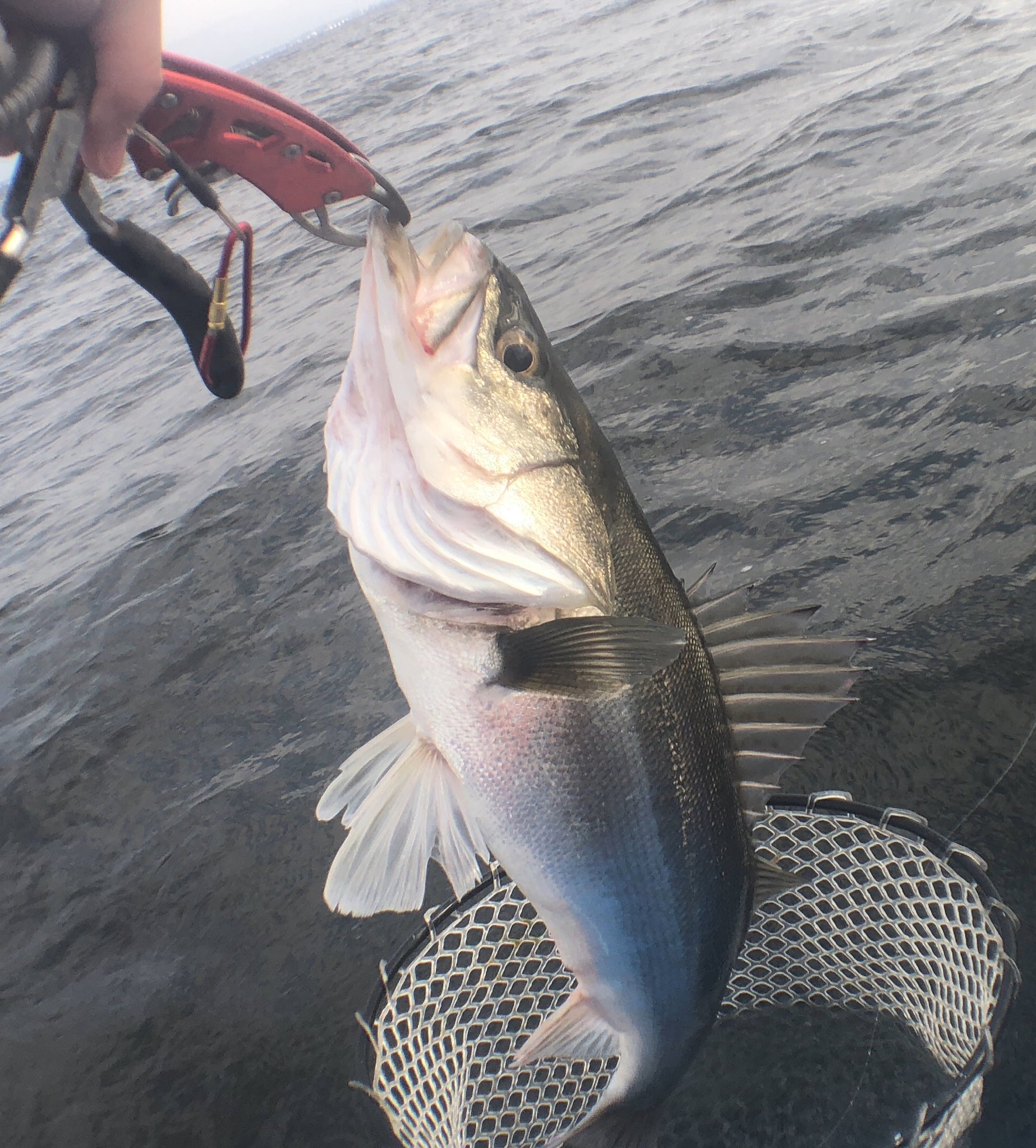 Johnの釣り日誌 自作ジグヘッド ジョルティでシーバス出ました 3時間で45 50cmを4キャッチ まずまずの結果 T Co Mtisdojuke Twitter