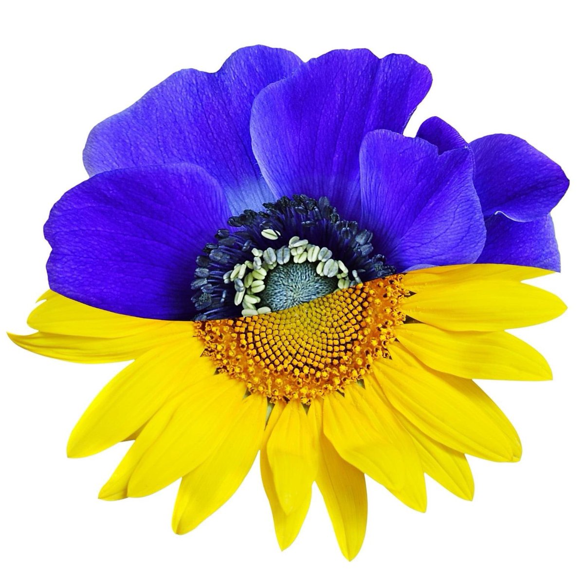 #WeStandWithUkraine #StandWithUkraine 💙💛

No doubt. Our hearts, thoughts and compassion is with Ukrainians. This week our company wide team of partners collected an amount of 32 100 €. Donation was decided to be shared between Finnish Red Cross and straight support to Ukraine.