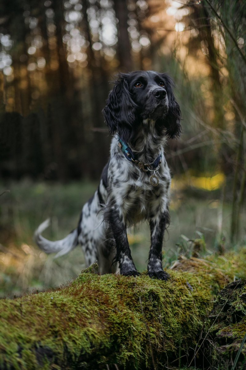 Spring is on its way! 🌿 #DogTwitter #twitterdogcommunity #dogsoftwitter
