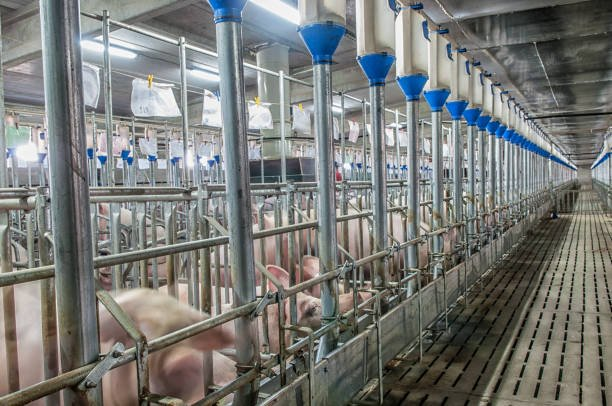 ModernAgUpdates's tweet photo. There is a lot of money in Modern Livestock #Farming. https://t.co/Rj8pX3njkh