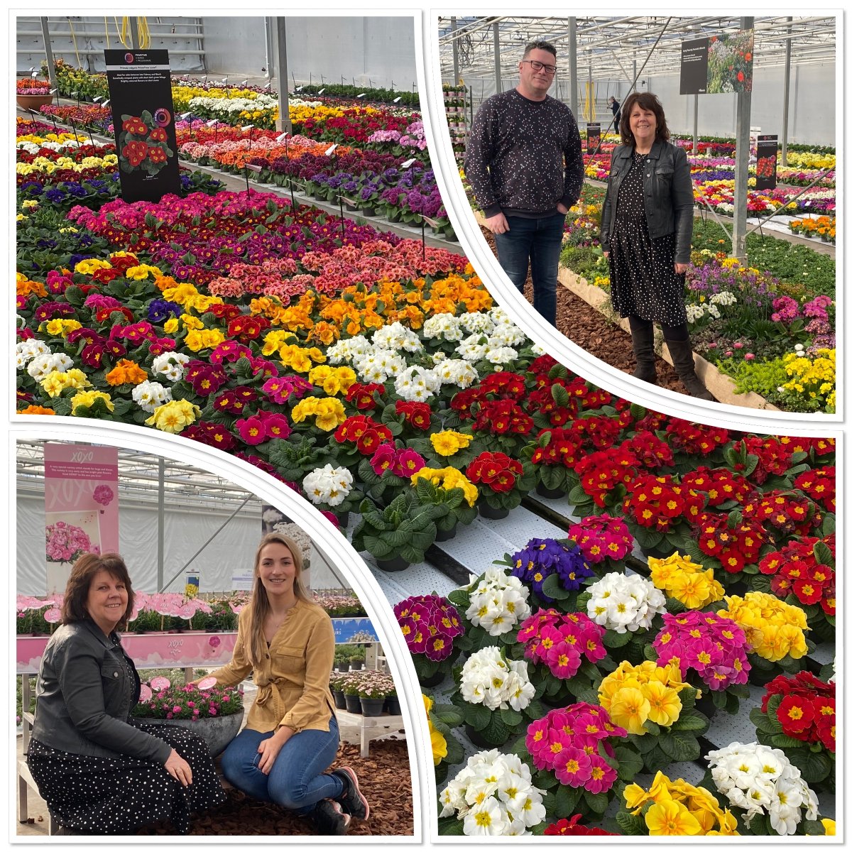 Fleuroselect's tweet photo. Tour of the @_Florensis #SpringTrials for a blast of Spring colour with Marjolein Kuyucu-Lodder. Bumped into our Fleuroselect Trial judge Marco den Dekker. Plenty of amazing #Primulas to choose from but also interesting to learn more about the #perennials. https://t.co/nx1KE7OCU9