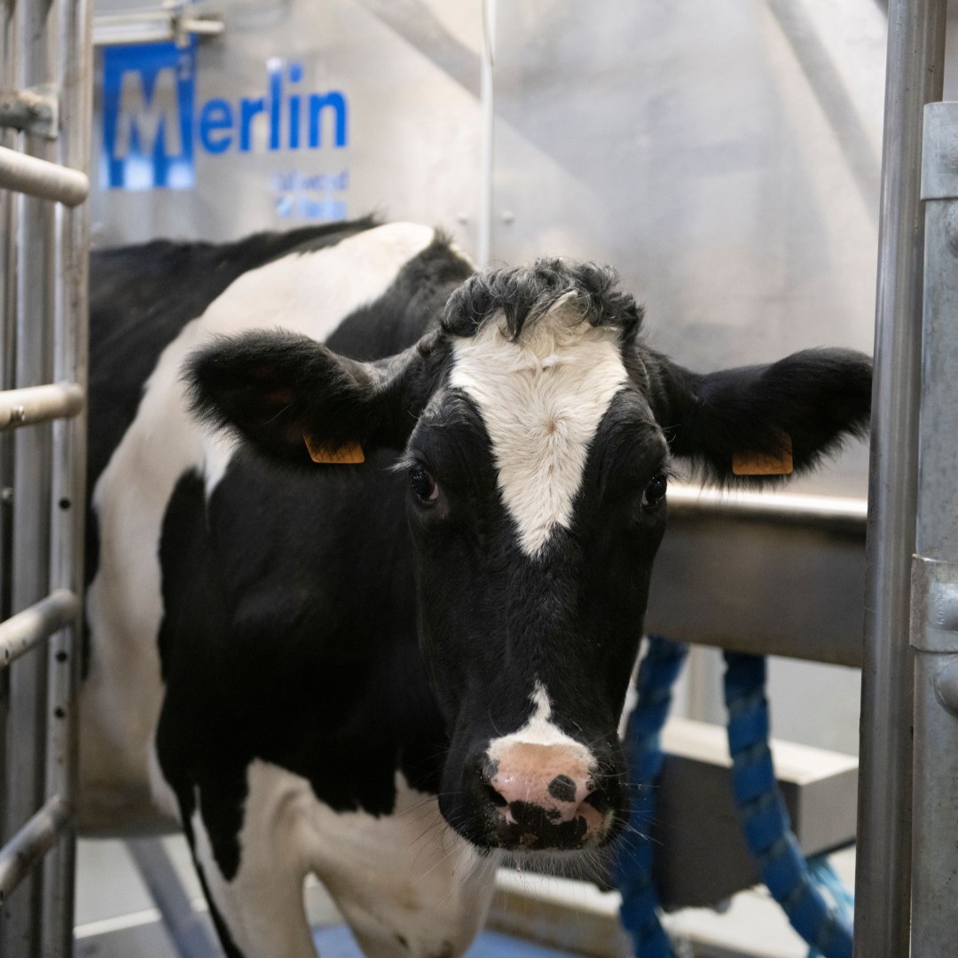 Les vaches adorent M²erlin #milkingwithm2erlin 💙
🐮 Elles veulent revenir
🐮 Conçu pour les garder détendues et productives en réduisant les maladies et le stress
🐮 La stalle aérée crée un environnement de traite calme augmentant leur rendement et leur productivité