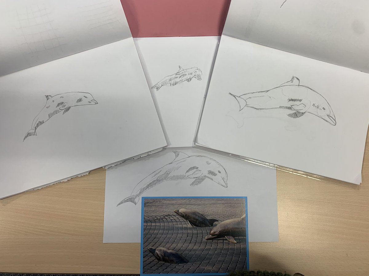 In art the children looked at a range of real and imaginary deep sea creatures. This week they decided to focus and sketch a dolphin. Their concentration and pencil skills were amazing! @MJonessps <a href="/SummerswoodPS/">Summerswood School</a>