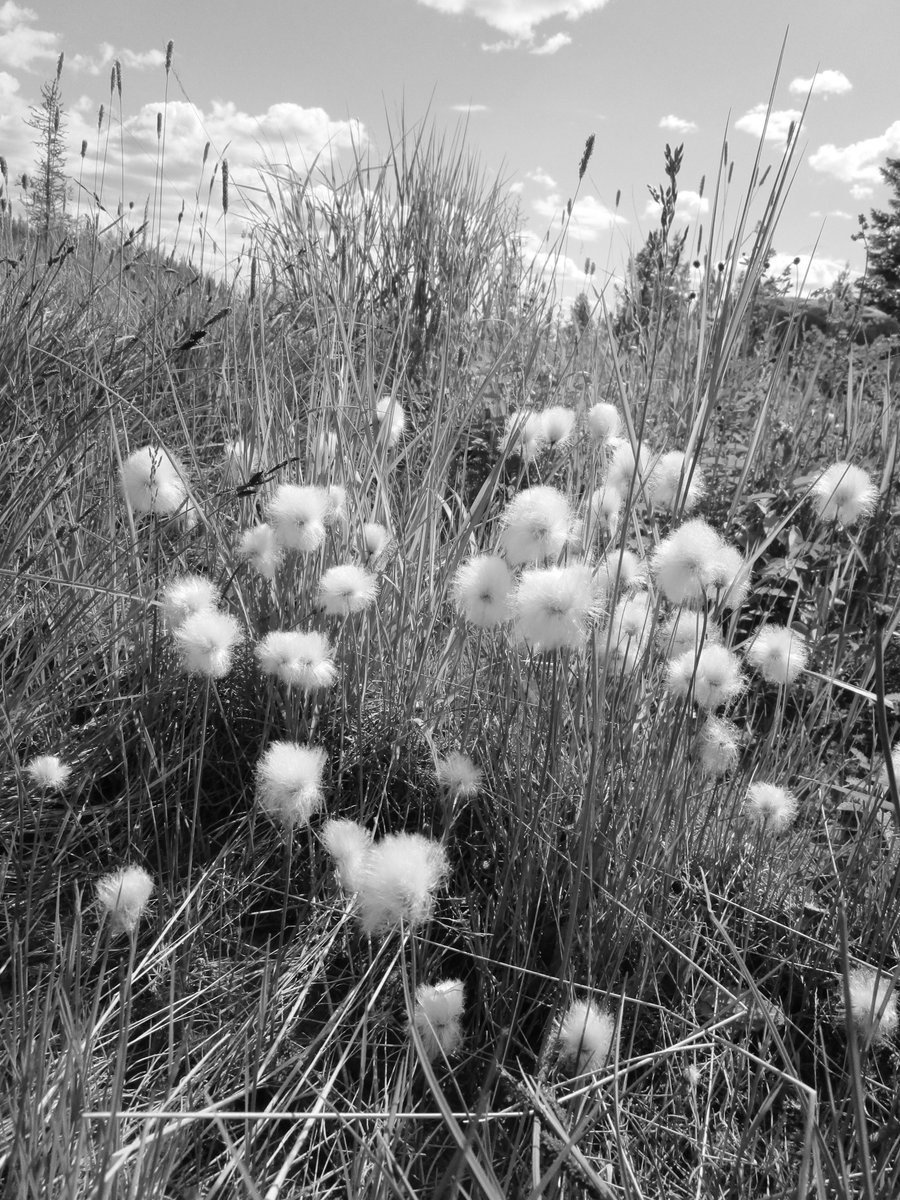 For today's <a href="/EGU_CR/">EGU Cryosphere @egu-cr.bsky.social</a> #Cryoblog post, <a href="/JongejansLoeka/">Loeka Jongejans</a> wrote a 💔eulogy for permafrost❄️for the year 2322, in which she looks back at how we treated or rather neglected permafrost over the past 300 years...
➡️blogs.egu.eu/divisions/cr/2…