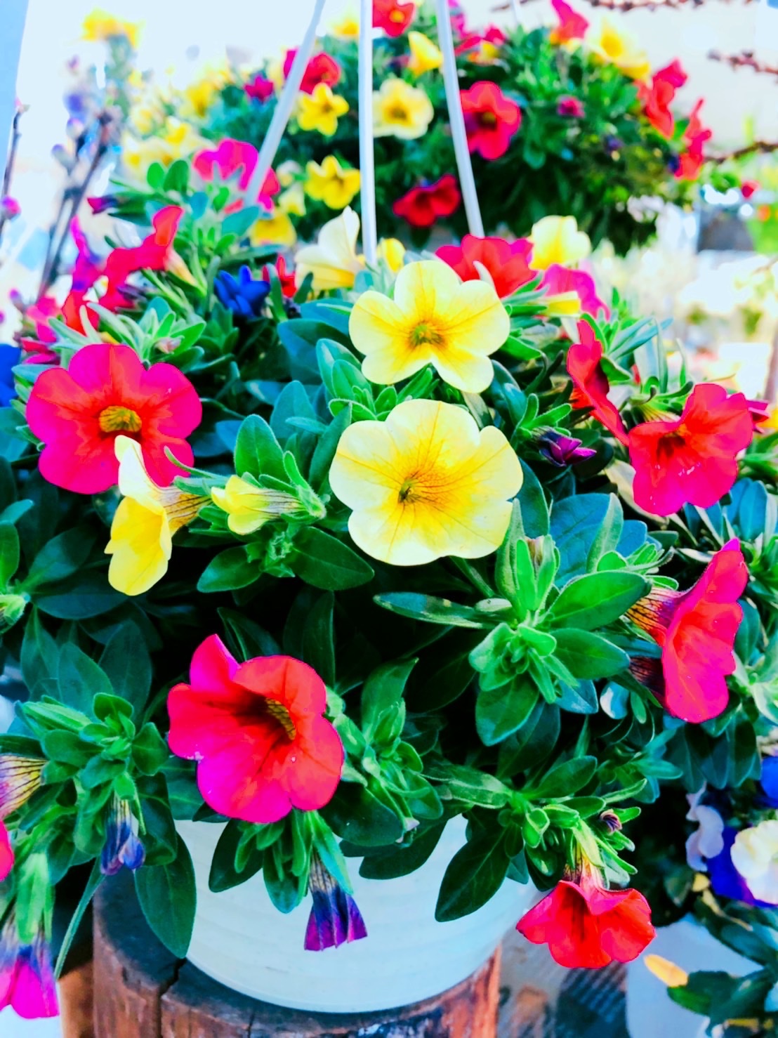 花まつ Hanamatsucorp Twitter