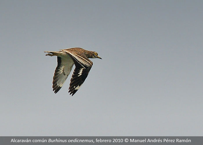 FundacioAssut's tweet photo. #Primavera! El seguimiento acústico de la migración nocturna #NocMig #OrNit revela el movimiento de algunas #aves por L’#Albufera que de día pasan inadvertidas. Especies consideradas raras o escasas no lo son tanto. Foto: sonograma de #alcaraván 1-3-2022: https://t.co/aTnpbCXGhQ https://t.co/D1BJkwrPIG
